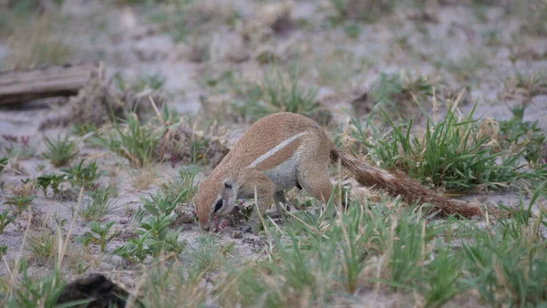 Esquilo Terrestre Africano Procura Comida Central Kalahari Game Reserve Botsuana — Fotografia de Stock