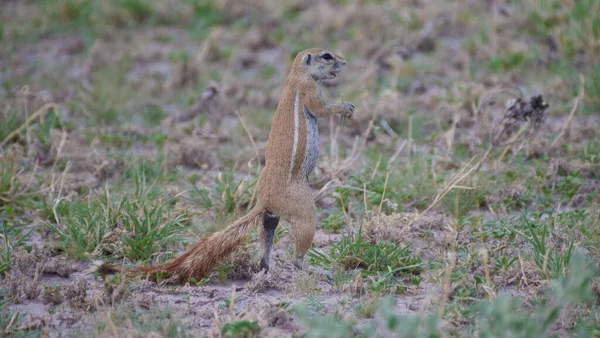 Αφρικανική Έδαφος Σκίουρος Στέκεται Στο Central Kalahari Game Reserve Μποτσουάνα — Φωτογραφία Αρχείου