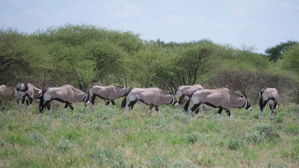 Herd Van Edelstenen Centraal Kalahari Natuurreservaat Botswana — Stockfoto