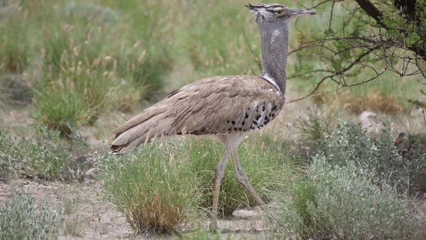 Кори Bustard Крупнейшая Летающая Птица Уроженец Африки Ходить Центральной Калахари — стоковое фото