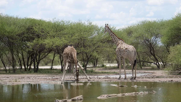 Två Giraff Dricker Från Vattenpool Central Kalahari Game Reserve Botswana — Stockfoto