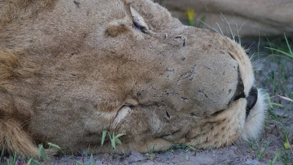 Extreem Close Male Lion Central Kalahari Game Reserve Botswana — Stock fotografie