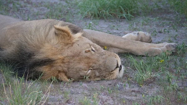 Zblízka Muž Lev Centrální Kalahari Game Reserve Botswaně — Stock fotografie