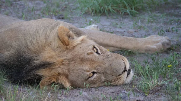 Botswana Daki Merkez Kalahari Oyun Rezervinde Erkek Aslan — Stok fotoğraf