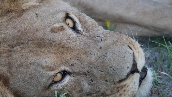 Botswana Daki Merkez Kalahari Oyun Rezervinde Erkek Aslan — Stok fotoğraf