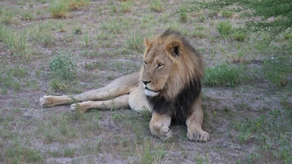 Botswana Daki Merkez Kalahari Oyun Rezervinde Erkek Aslan — Stok fotoğraf