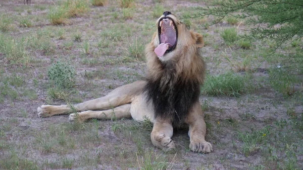Αρσενικό Λιοντάρι Χασμουρητό Στο Central Kalahari Game Reserve Στη Μποτσουάνα — Φωτογραφία Αρχείου
