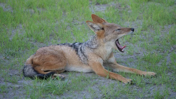 Schwarzrückenschakale Gähnen Central Kalahari Game Reserve Botswana — Stockfoto