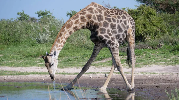 Girafe Buvant Dans Trou Eau Central Kalahari Game Reserve Botswana — Photo