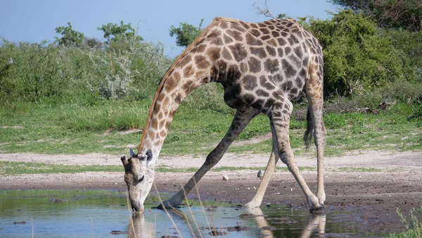 Giraffe Trinkt Wasser Central Kalahari Game Reserve Botswana — Stockfoto