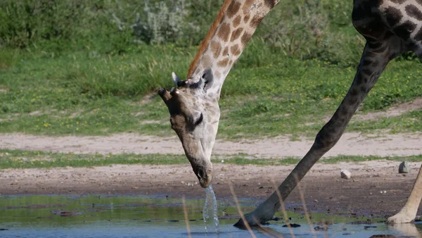 Giraff Dricka Från Vattenpool Central Kalahari Game Reserve Botswana — Stockfoto