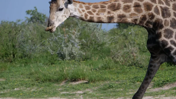 Giraff Dricksvatten Central Kalahari Game Reserve Botswana — Stockfoto