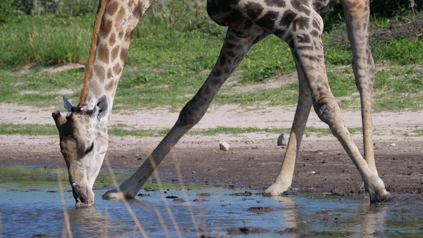 Girafe Eau Potable Central Kalahari Game Reserve Botswana — Photo