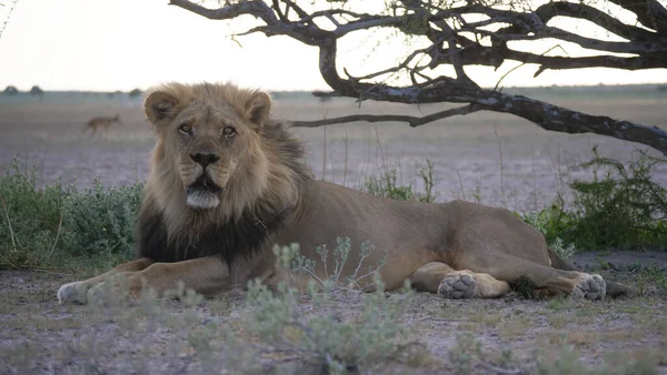 Erkek aslan Botswana 'daki Merkez Kalahari oyun parkında dinleniyor.
