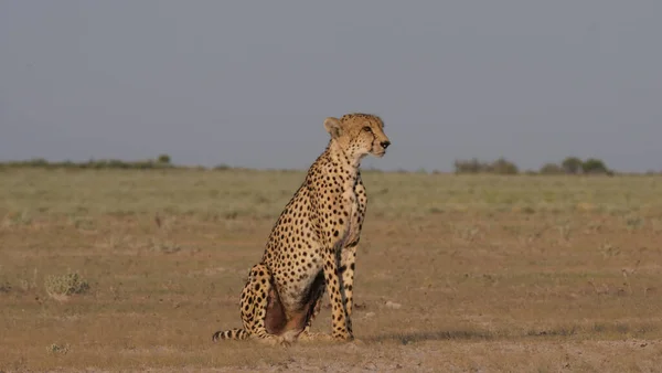 Cheetah Descansando Savana Reserva Central Caça Kalahari Botsuana — Fotografia de Stock