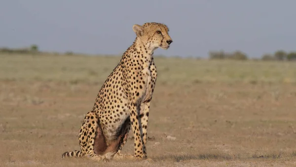 Cheetah Στηρίζεται Στη Σαβάνα Του Central Kalahari Game Reserve Στη — Φωτογραφία Αρχείου