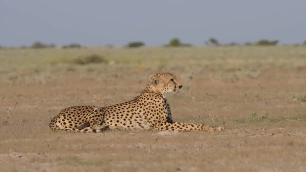 Cheetah Στη Σαβάνα Στο Central Kalahari Game Reserve Στη Μποτσουάνα — Φωτογραφία Αρχείου