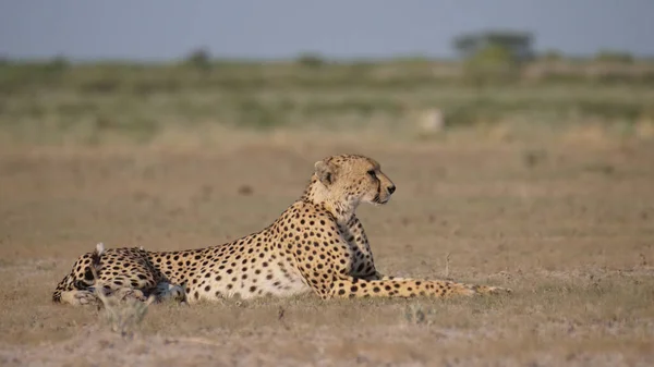 Cheetah Στηρίζεται Στη Σαβάνα Του Central Kalahari Game Reserve Στη — Φωτογραφία Αρχείου