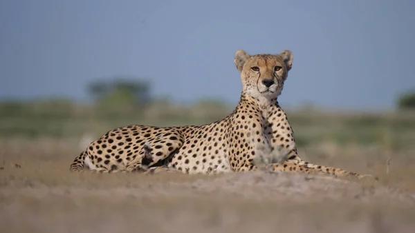 Cheetah Στηρίζεται Στη Σαβάνα Του Central Kalahari Game Reserve Στη — Φωτογραφία Αρχείου