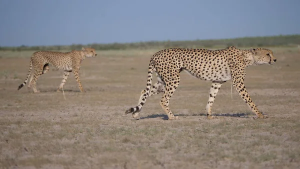 Dwóch Gepardów Central Kalahari Game Reserve Botswanie — Zdjęcie stockowe