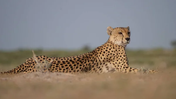 Gepard Spoczywający Sawannie Central Kalahari Game Reserve Botswanie — Zdjęcie stockowe