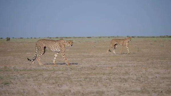 Cheetah Koppel Jagen Het Central Kalahari Game Reserve Botswana — Stockfoto