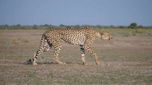 Cheetah Στο Central Kalahari Game Reserve Στην Μποτσουάνα — Φωτογραφία Αρχείου