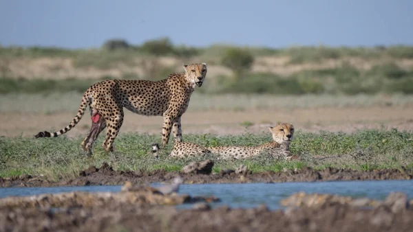 Casal Cheetah Com Ferido Torno Buraco Água Central Kalahari Game — Fotografia de Stock