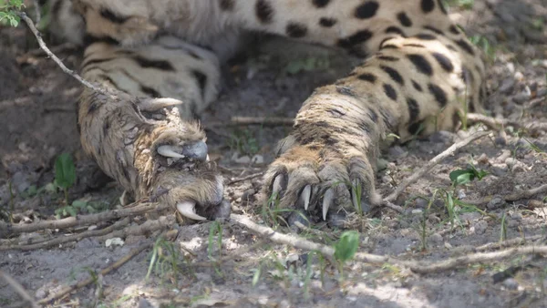 博茨瓦纳中卡拉哈里野生动物保护区的猎豹爪 — 图库照片
