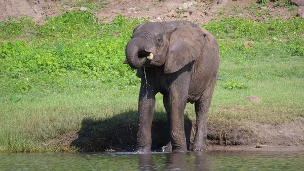 Слоновая Питьевая Вода Озера Национальном Парке Чобе Ботсвана — стоковое фото