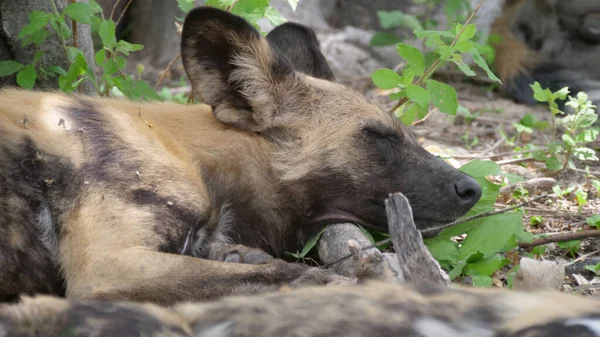 Perros Salvajes Africanos Descansando Una Rama Árbol — Foto de Stock