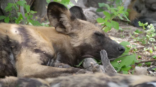 Afrikaanse Wilde Honden Rustend Een Boomtak — Stockfoto