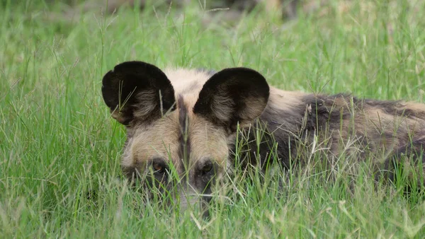 Cães Selvagens Africanos Descansando Campo Gramíneas — Fotografia de Stock