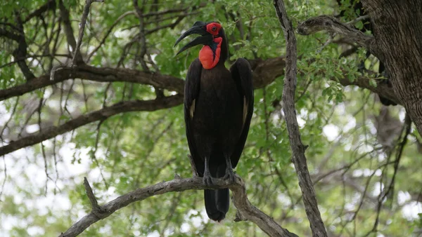 Südlicher Erdhornvogel Einem Baum — Stockfoto