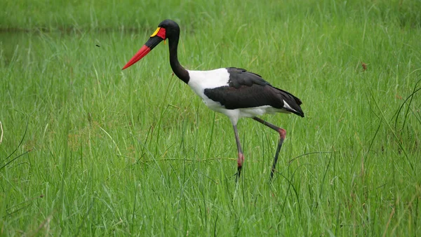 Saddle Billed Stork Wetlands Moremi Game Reserve Botswana — Stock Photo, Image