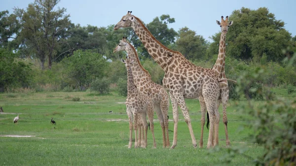 Familjen Giraff Står Tillsammans — Stockfoto