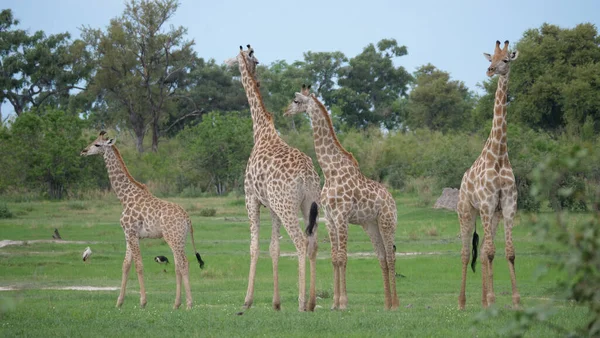 Giraffenfamilie Moremi Wildreservat Botswana — Stockfoto