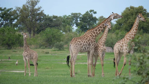 Giraffenfamilie Moremi Wildreservat Botswana — Stockfoto