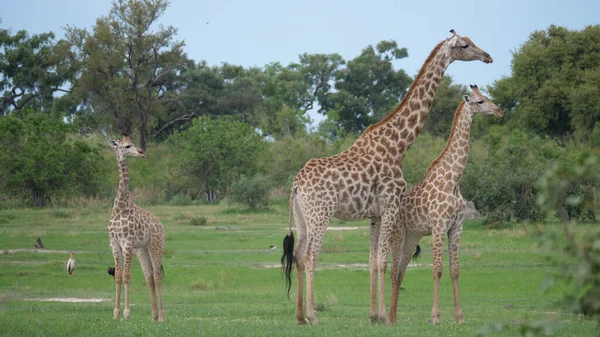 Familjen Giraff Står Tillsammans Moremi Game Reserve Botswana — Stockfoto