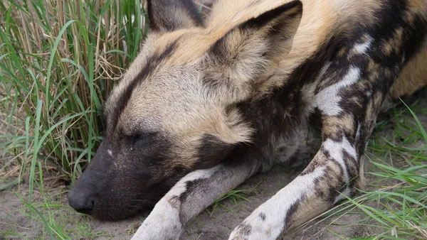 Perto Dois Cães Selvagens Africanos Dormindo — Fotografia de Stock