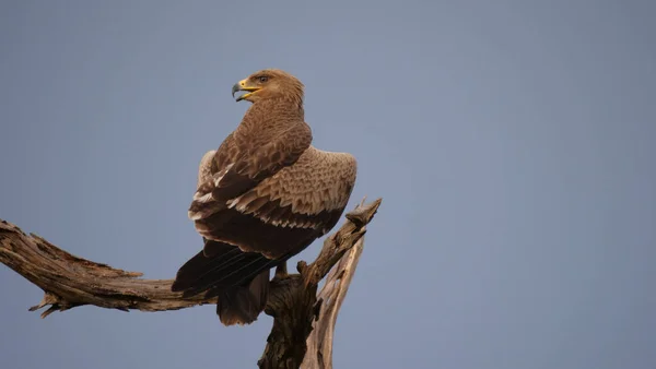 Golden Eagle Een Boomstam — Stockfoto