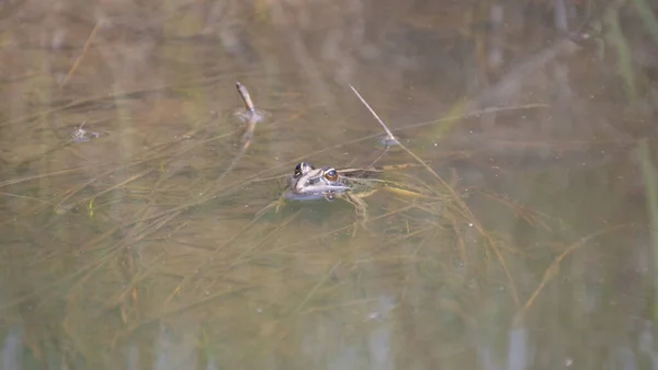 Close up from a frog in a pond