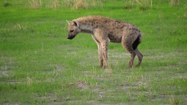 Hyena Loopt Rond Bij Savanne — Stockfoto