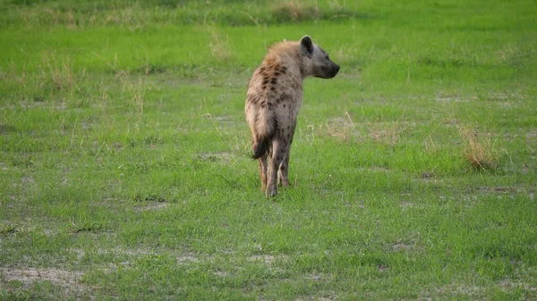 Hyena Andando Savana — Fotografia de Stock