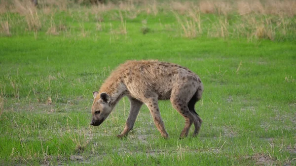 Hyena Andando Savana — Fotografia de Stock