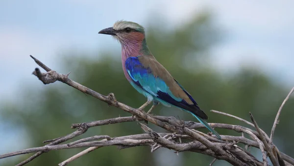 Fliederroller Auf Einem Ast — Stockfoto