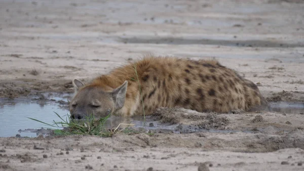 Spotted hyena lays with the head in a water puddle