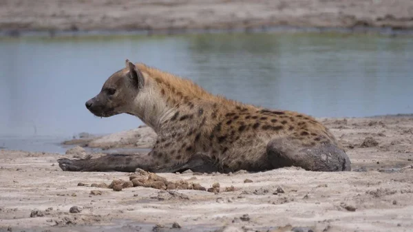 Spatřena Hyena Ležící Rybníka — Stock fotografie