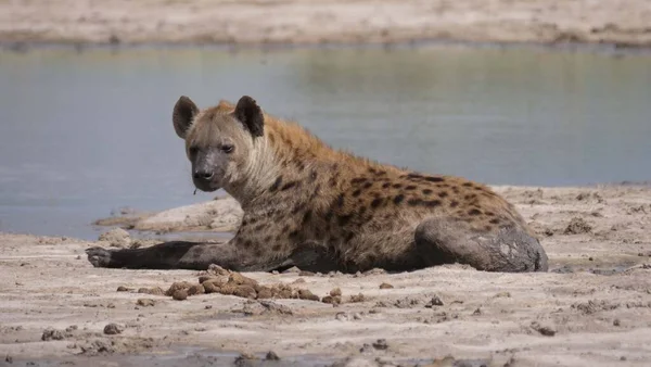 Gespot Hyena Bij Een Vijver — Stockfoto