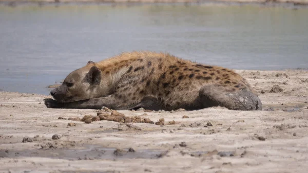 Gespot Hyena Bij Een Vijver — Stockfoto